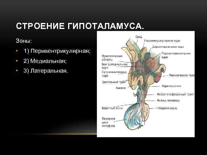 СТРОЕНИЕ ГИПОТАЛАМУСА. Зоны: • 1) Перивентрикулярная; • 2) Медиальная; • 3) Латеральная. 