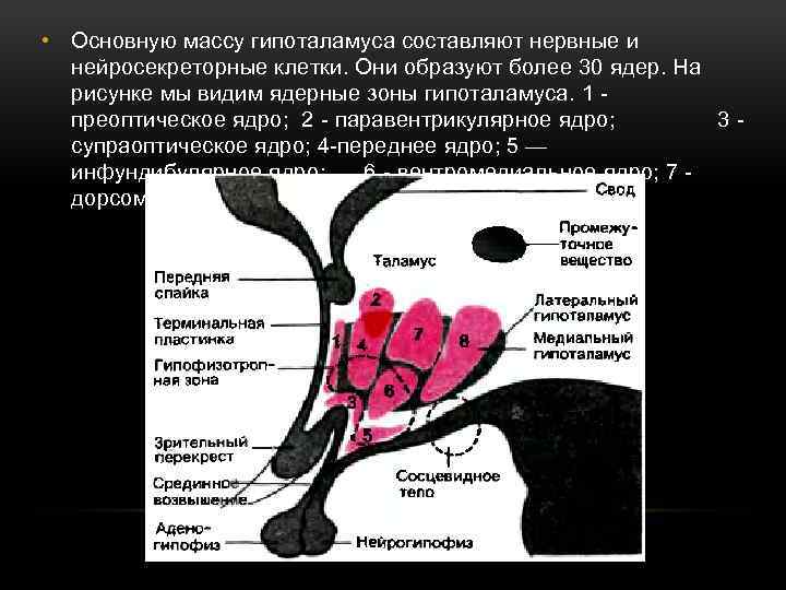  • Основную массу гипоталамуса составляют нервные и нейросекреторные клетки. Они образуют более 30