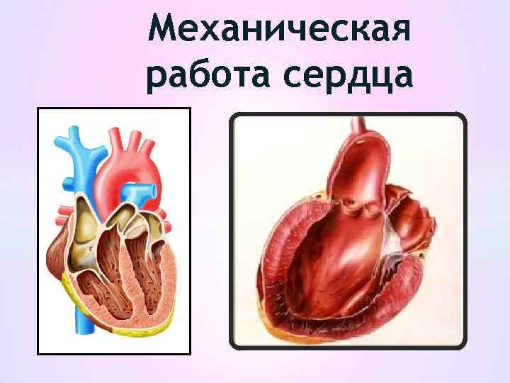 Механическая работа сердца 