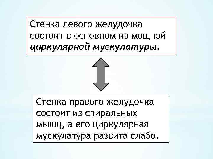 Стенка левого желудочка состоит в основном из мощной циркулярной мускулатуры. Стенка правого желудочка состоит