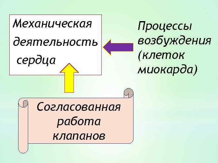Механическая деятельность сердца Согласованная работа клапанов Процессы возбуждения (клеток миокарда) 