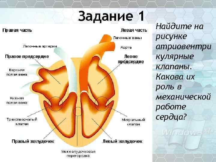 Задание 1 Найдите на рисунке атриовентри кулярные клапаны. Какова их роль в механической работе