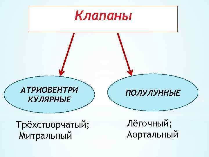 Клапаны АТРИОВЕНТРИ КУЛЯРНЫЕ Трёхстворчатый; Митральный ПОЛУЛУННЫЕ Лёгочный; Аортальный 