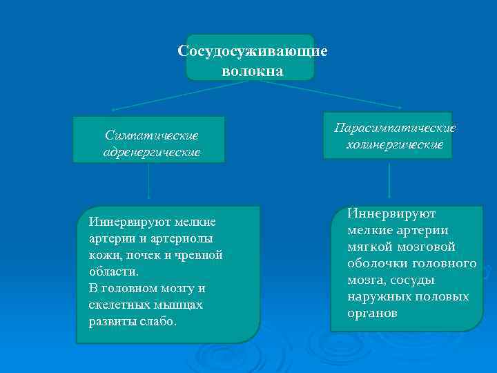 Сосудосуживающие волокна Симпатические адренергические Иннервируют мелкие артерии и артериолы кожи, почек и чревной области.
