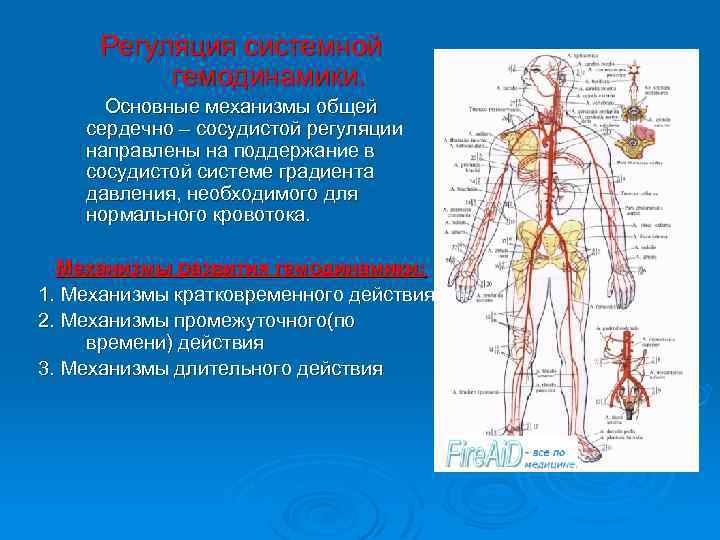 Регуляция системной гемодинамики. Основные механизмы общей сердечно – сосудистой регуляции направлены на поддержание в