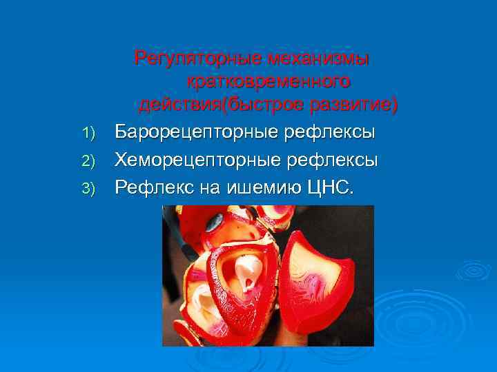 Регуляторные механизмы кратковременного действия(быстрое развитие) 1) Барорецепторные рефлексы 2) Хеморецепторные рефлексы 3) Рефлекс на
