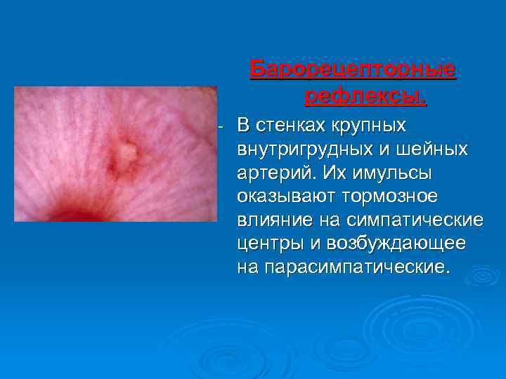 Барорецепторные рефлексы. - В стенках крупных внутригрудных и шейных артерий. Их имульсы оказывают тормозное