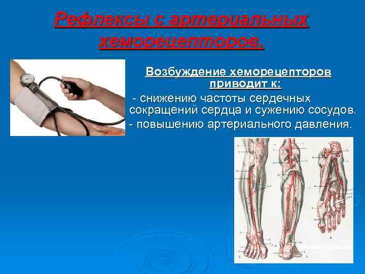 Рефлексы с артериальных хеморецепторов. Возбуждение хеморецепторов приводит к: - снижению частоты сердечных сокращений сердца