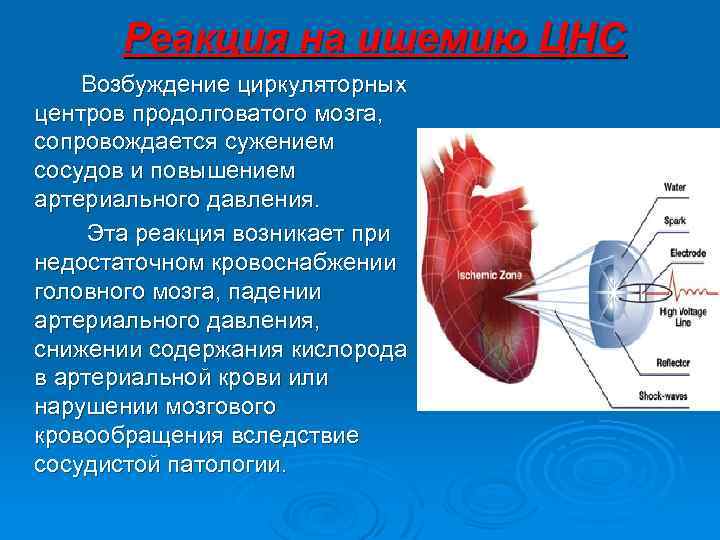 Реакция на ишемию ЦНС Возбуждение циркуляторных центров продолговатого мозга, сопровождается сужением сосудов и повышением