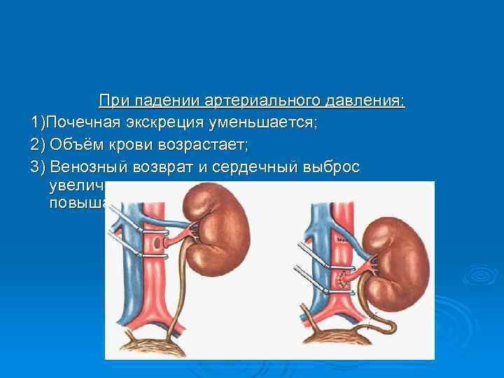 При падении артериального давления: 1)Почечная экскреция уменьшается; 2) Объём крови возрастает; 3) Венозный возврат