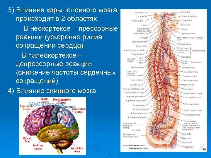 3) Влияние коры головного мозга происходит в 2 областях: В неокортексе - прессорные реакции