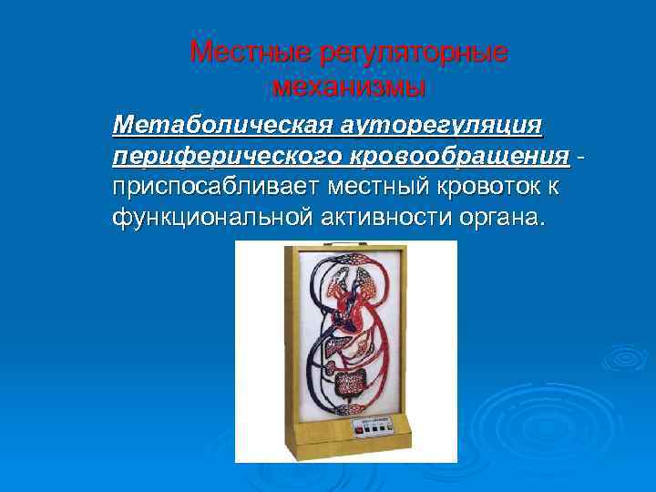 Местные регуляторные механизмы Метаболическая ауторегуляция периферического кровообращения приспосабливает местный кровоток к функциональной активности органа.