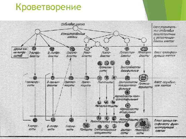 Кроветворение 