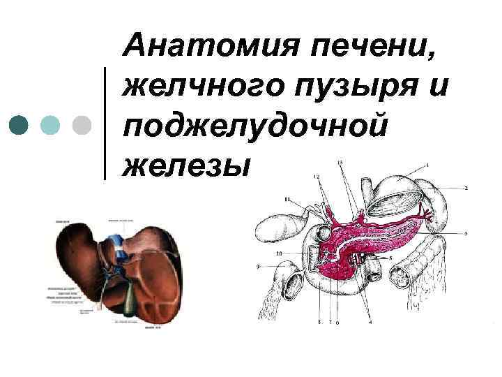 Анатомия печени, желчного пузыря и поджелудочной железы 