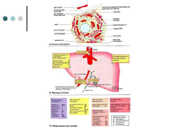 Анатомия печени и желчного пузыря и поджелудочной железы