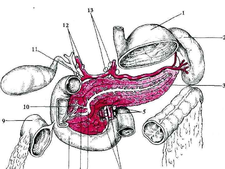 Анатомия печени желчного пузыря поджелудочной железы