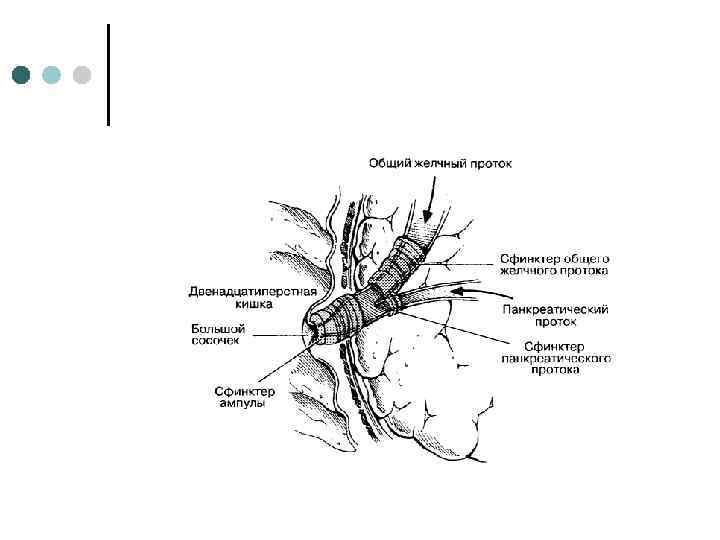 Анатомия печень поджелудочная железа желчный пузырь thumbnail
