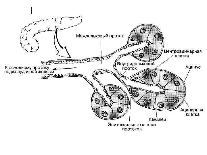 Анатомия печени и желчного пузыря и поджелудочной железы