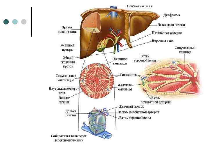 Анатомия печени поджелудочной железы и желчного пузыря