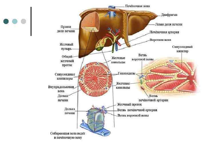 Строение печени человека фото