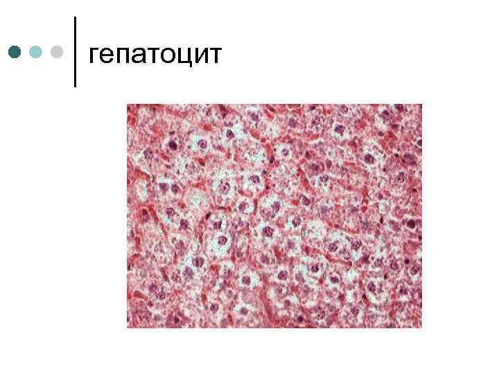 гепатоцит 
