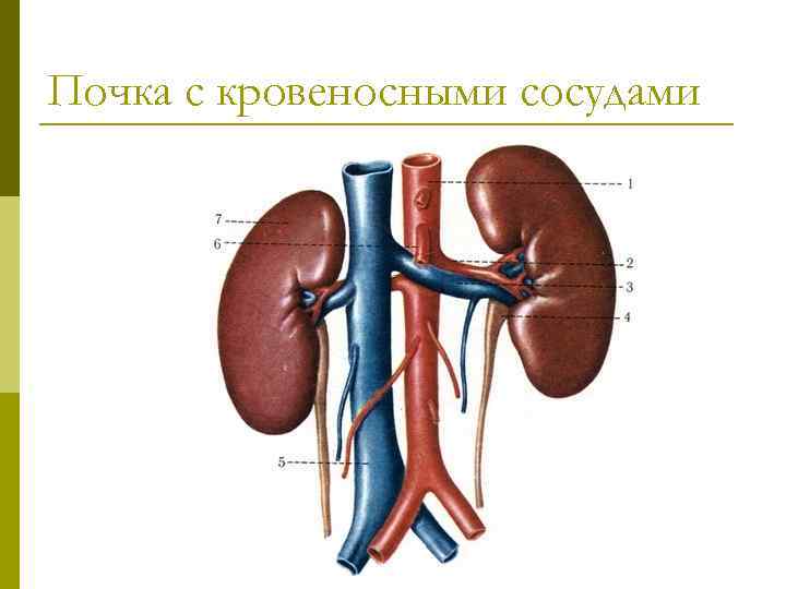 Мочевыделительная система и магистральные кровеносные сосуды рисунок