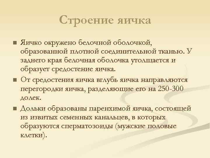 Строение яичка n n n Яичко окружено белочной оболочкой, образованной плотной соединительной тканью. У