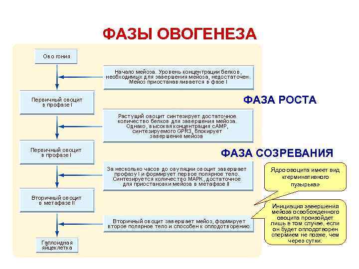 ФАЗЫ ОВОГЕНЕЗА ФАЗА РОСТА ФАЗА СОЗРЕВАНИЯ Ядро овоцита имеет вид «герминативного пузырька» Инициация завершения