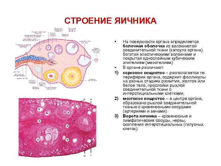 СТРОЕНИЕ ЯИЧНИКА • • 1) 2) 3) На поверхности органа определяется белочная оболочка из