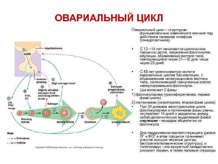 ОВАРИАЛЬНЫЙ ЦИКЛ Овариальный цикл – структурнофункциональные изменения в яичнике под действием гормонов гипофиза (гонадотропинов).