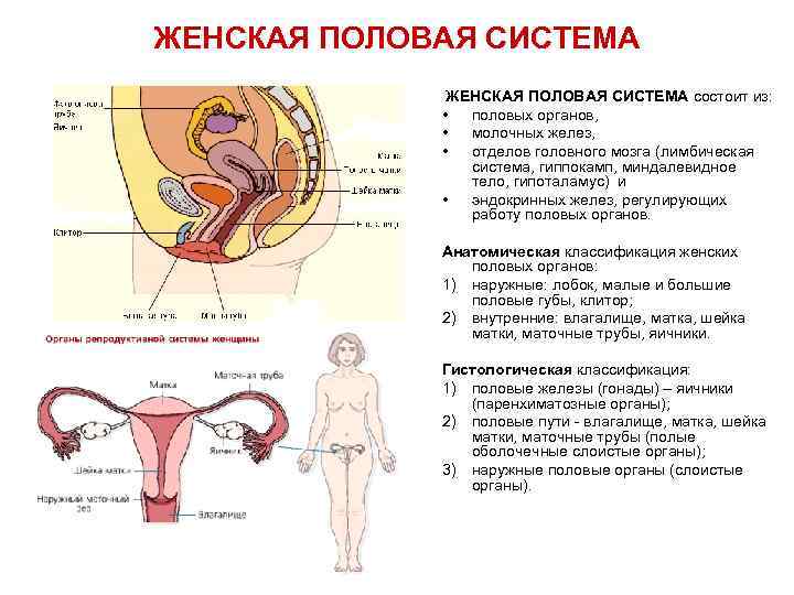 ЖЕНСКАЯ ПОЛОВАЯ СИСТЕМА состоит из: • половых органов, • молочных желез, • отделов головного