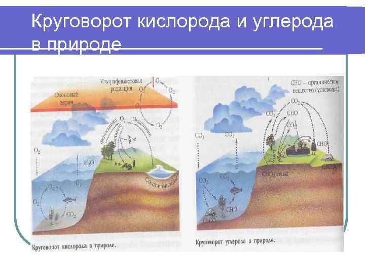 Схему круговорота воды и круговорота углерода