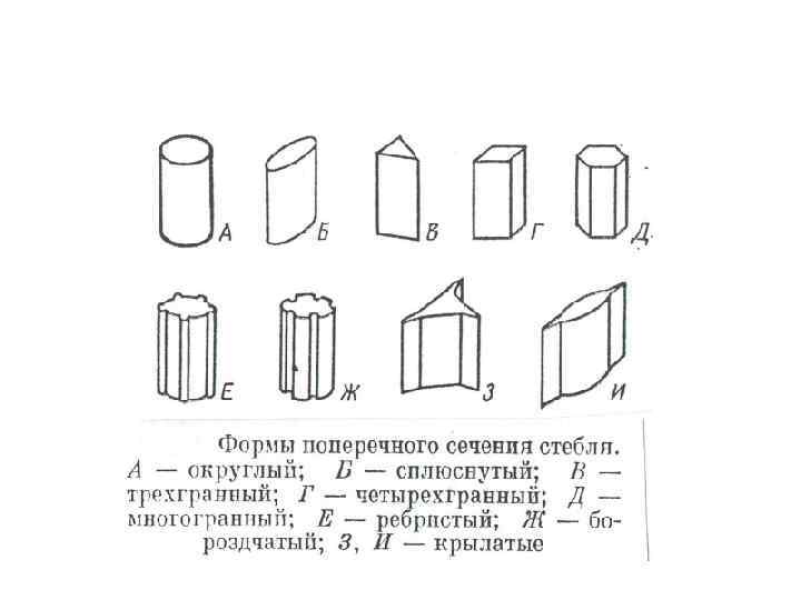 Сечение стебля