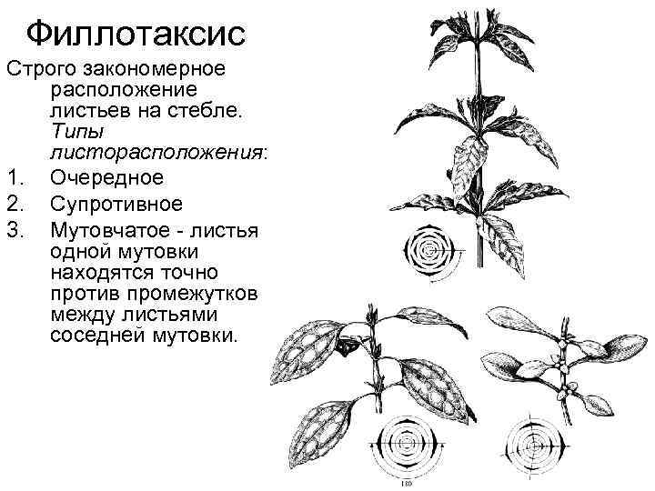 Диаграмма листа. Филлотаксис мутовчатый. Диаграмма побега с супротивным листорасположением. Формула листорасположения. Типы листорасположения 1 2 и 3.