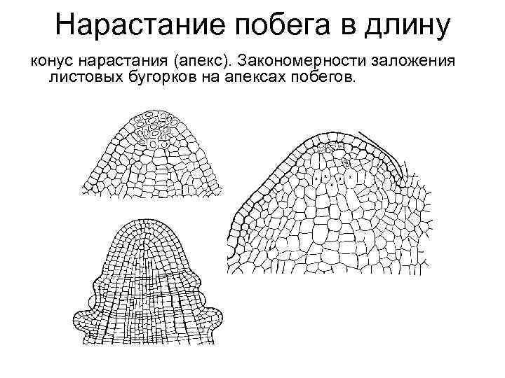 Процесс нарастания. Конус нарастания побега элодеи. Строение апекса побега. Строение конуса нарастания корня. Строение конуса нарастания побега.