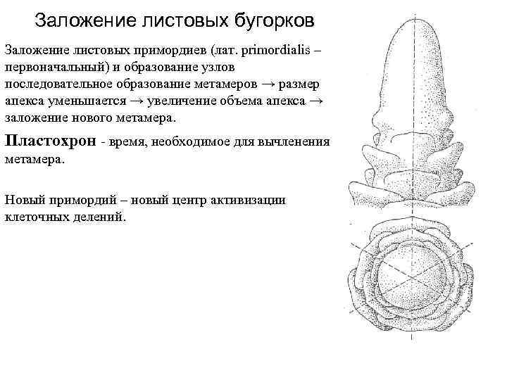 Заложение листовых бугорков Заложение листовых примордиев (лат. primordialis – первоначальный) и образование узлов последовательное