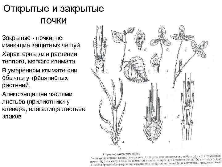 Открытые и закрытые почки Закрытые - почки, не имеющие защитных чешуй. Характерны для растений