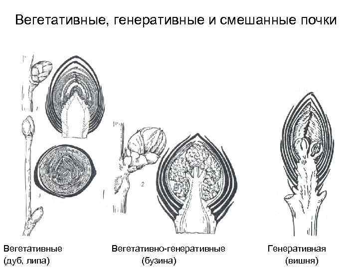 Вегетативные, генеративные и смешанные почки Вегетативные (дуб, липа) Вегетативно-генеративные (бузина) Генеративная (вишня) 