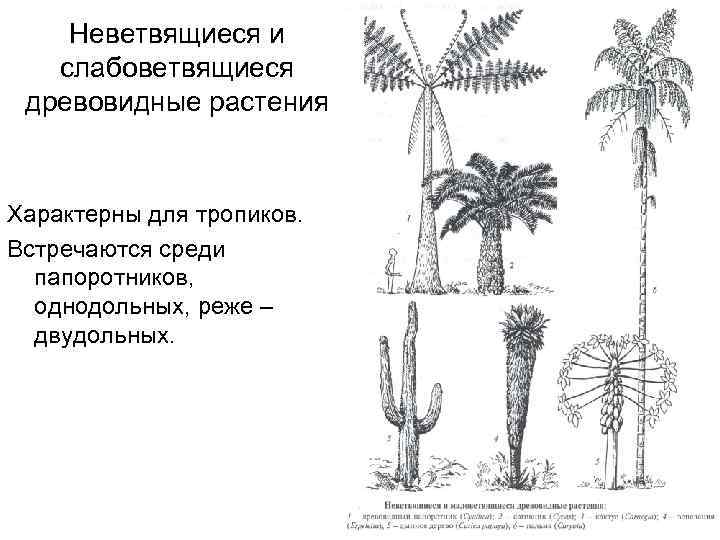 Неветвящиеся и слабоветвящиеся древовидные растения Характерны для тропиков. Встречаются среди папоротников, однодольных, реже –