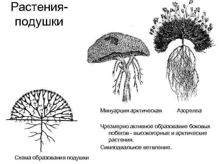 Растенияподушки Минуарция арктическая Азорелла Чрезмерно активное образование боковых побегов - высокогорные и арктические растения.