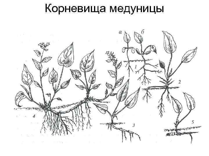 Корневища медуницы 