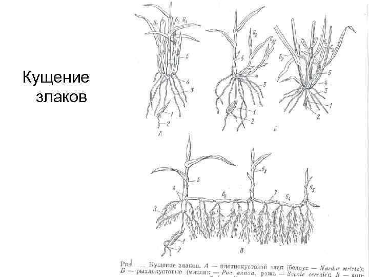 Кущение злаков 