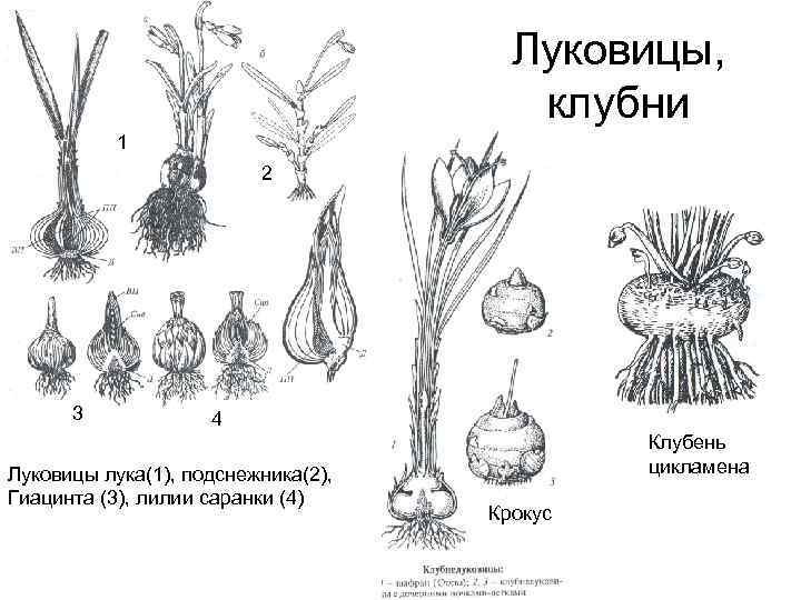 Луковицы, клубни 1 о 2 3 4 Луковицы лука(1), подснежника(2), Гиацинта (3), лилии саранки