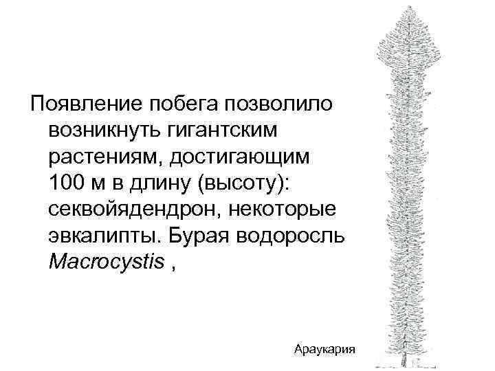 Появление побега позволило возникнуть гигантским растениям, достигающим 100 м в длину (высоту): секвойядендрон, некоторые