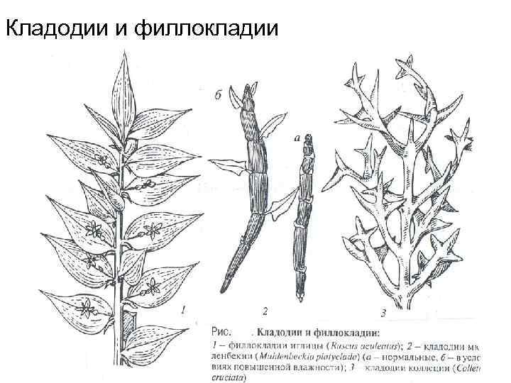 Филлокладии иглицы рисунок