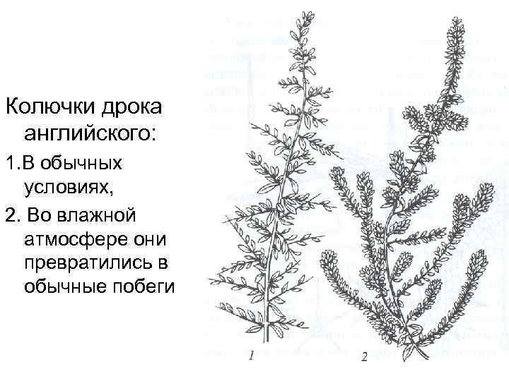 Колючки дрока английского: 1. В обычных условиях, 2. Во влажной атмосфере они превратились в