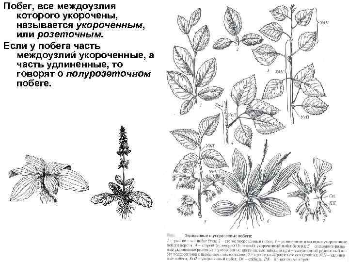 У изображенного на рисунке растения побег