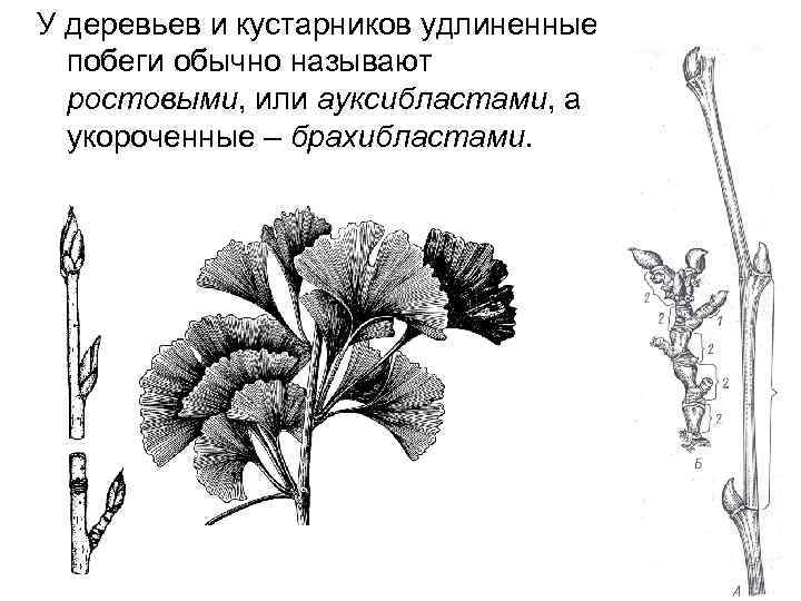 У изображенного на рисунке растения побег