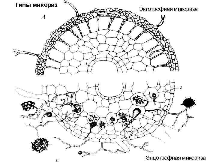 Типы микориз Эктотрофная микориза Эндотрофная микориза 