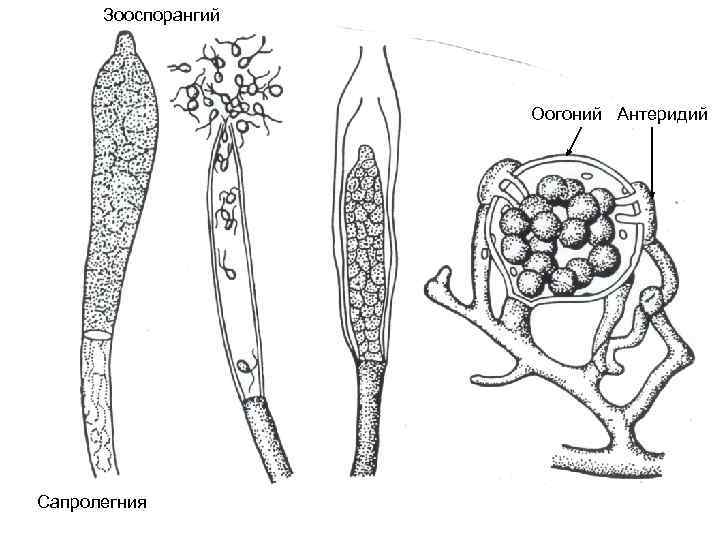Зооспорангий Оогоний Антеридий Сапролегния 